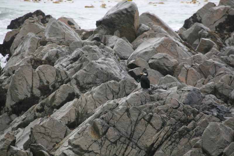 Nieuw-Zeeland 2011 - 1905